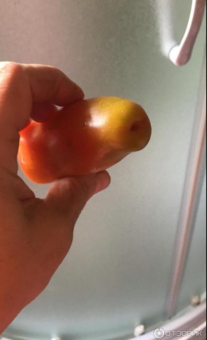 形狀奇特的番茄