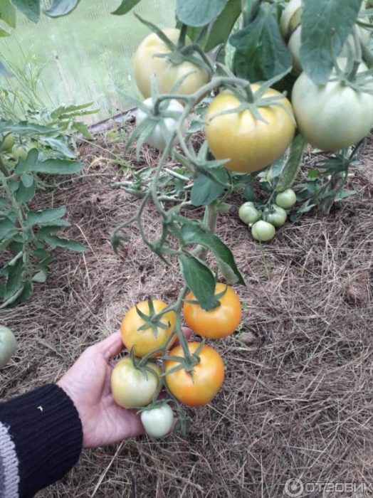 Isang kumpol ng mga kamatis