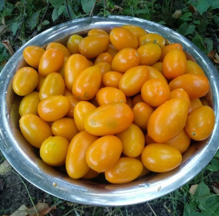 Mga dilaw na kamatis sa isang mangkok