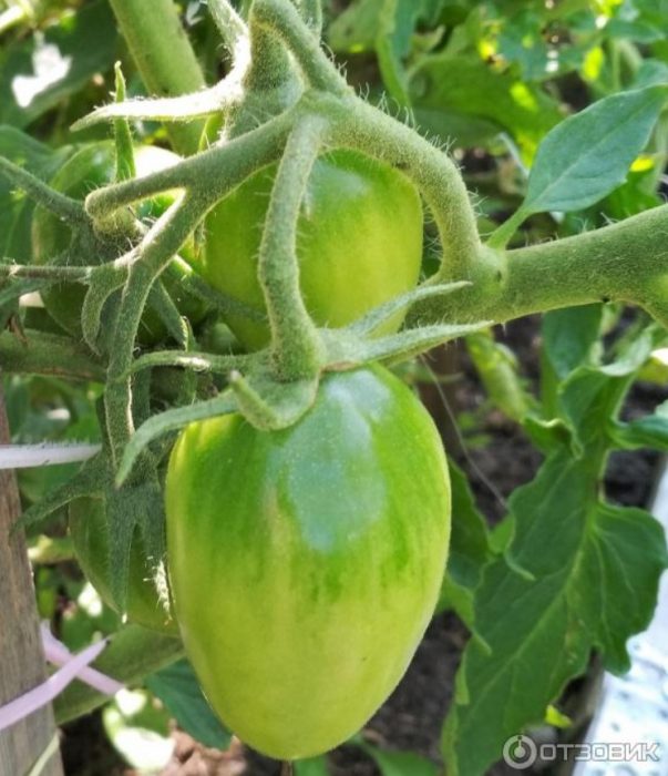 Mga kamatis sa palumpong