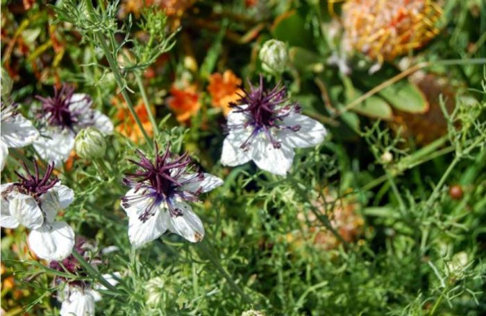 Ferruginous nigella