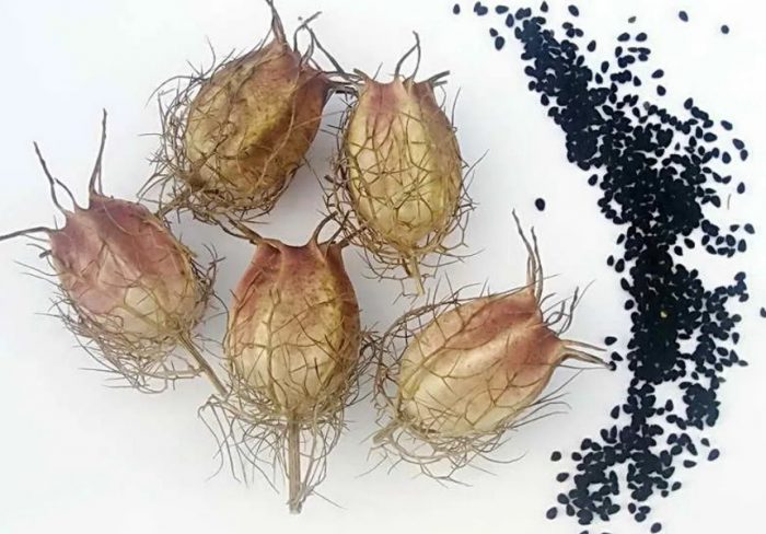 Mga buto ng Nigella