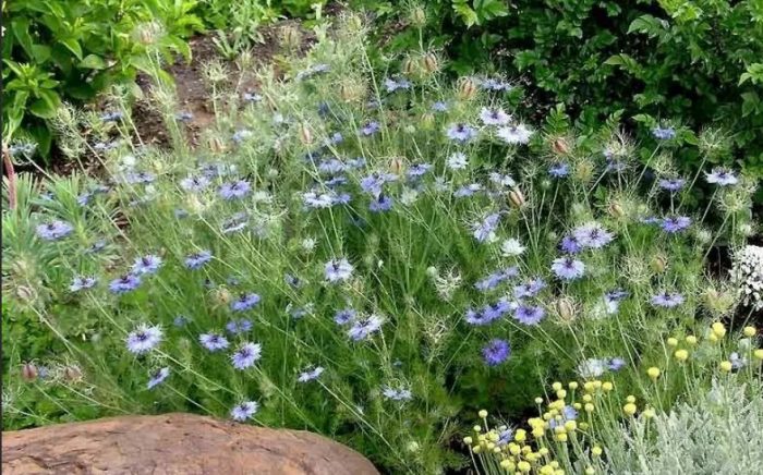 Nigella sa dacha