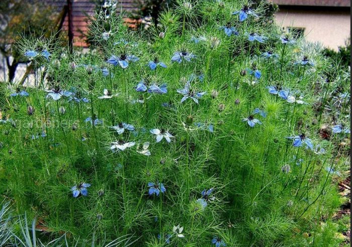 Nigella sa hardin