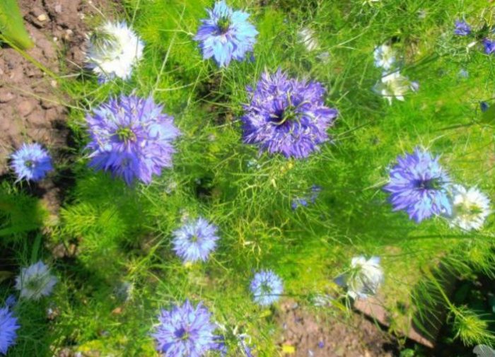 Mga bulaklak ng Nigella