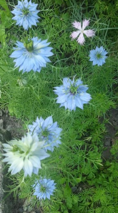 Nigella sa hardin