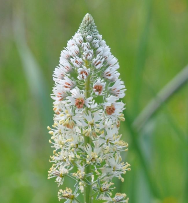 Puting mignonette