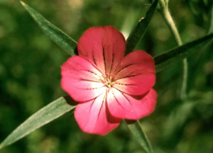 Uri ng Rose Queen