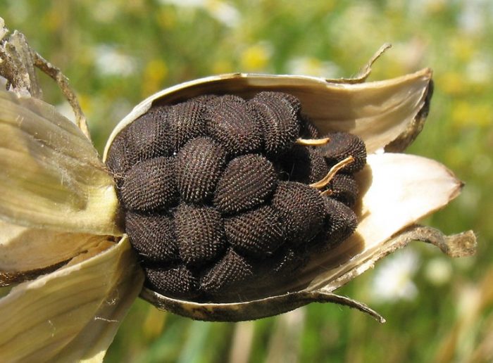 Pinuno ng agrostemma