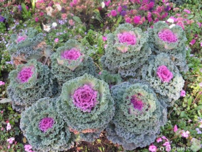 Repolyo sa isang kama ng bulaklak