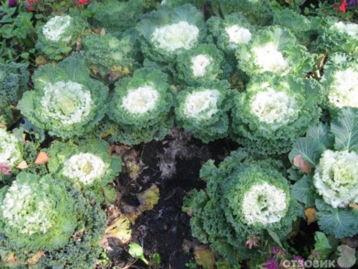 Pandekorasyon na repolyo sa isang kama ng bulaklak