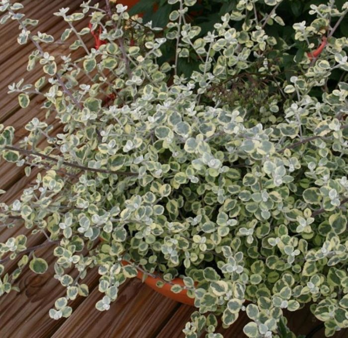 Перистите листа на сорта Variegata