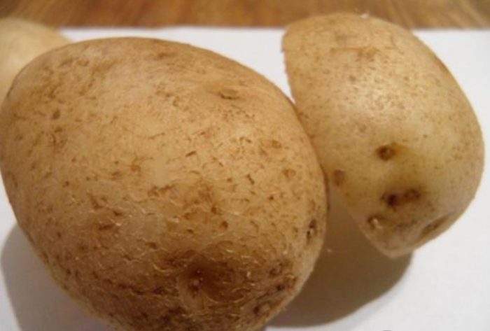 Mga tuber ng uri ng Yanka