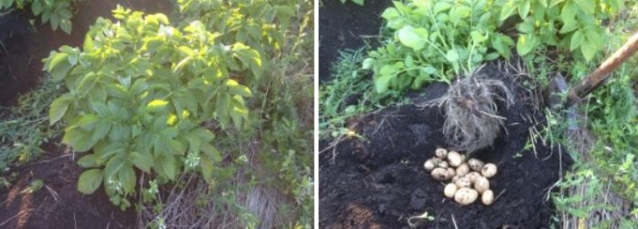 Mga patatas ng uri ng Yanka mula sa palumpong