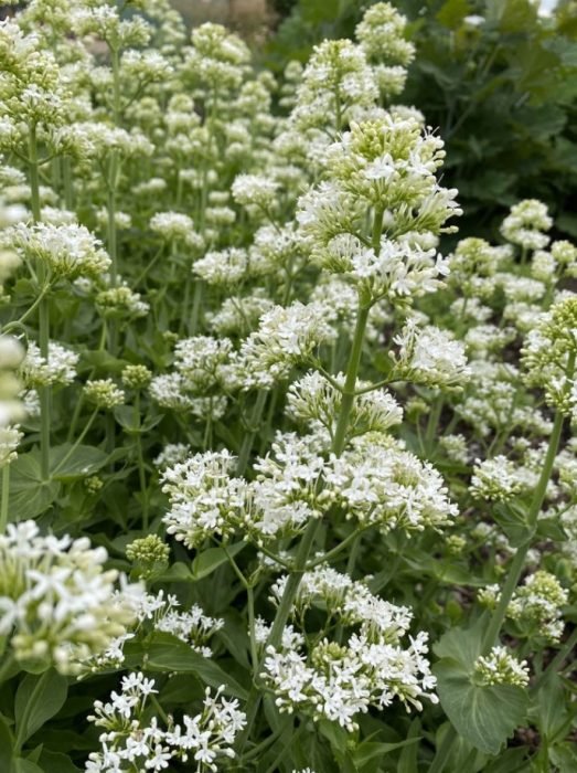 Kultivar ng Centranthus alba