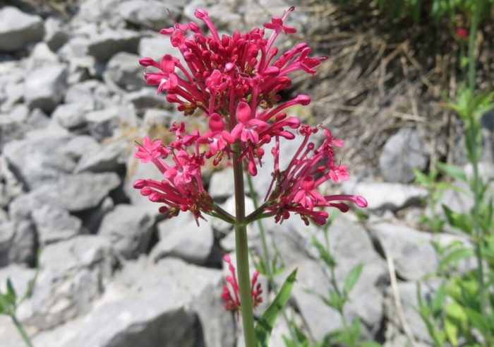 Centranthus na may mahabang bulaklak