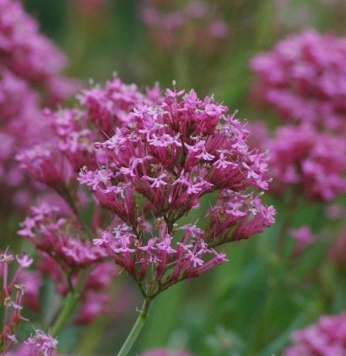 Kultirang Kempenhot ng Kentranthus