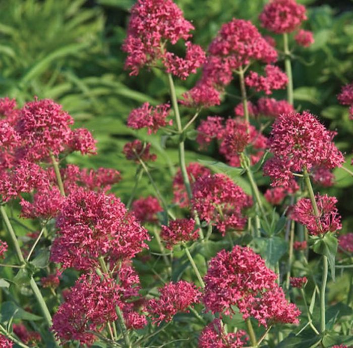 Uri ng Centranthus na Coccineus