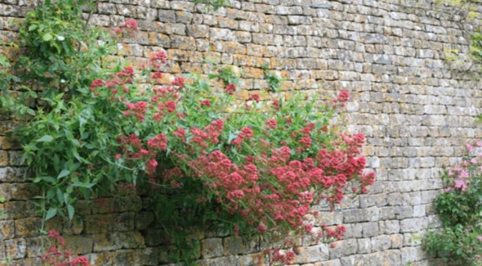 Centranthus sa dingding
