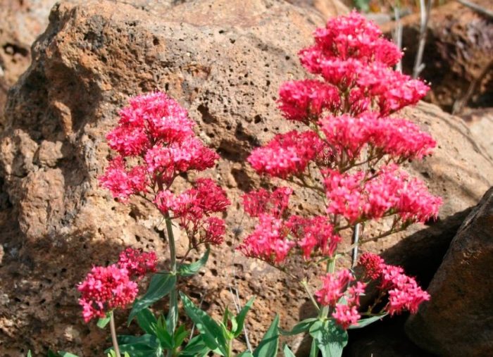 Centranthus Raspberry Bell