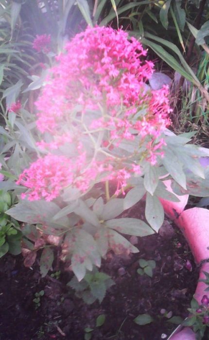 Centranthus sa isang kama ng bulaklak