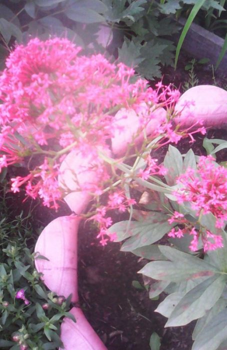 Centranthus sa hardin