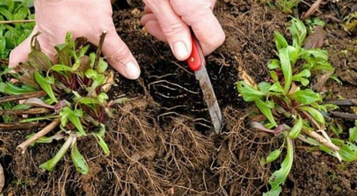 Paghahati ng isang bush ng Centranthus