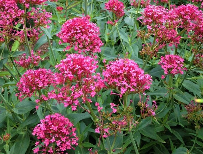 Kultirang Rosenroth ng Centranthus