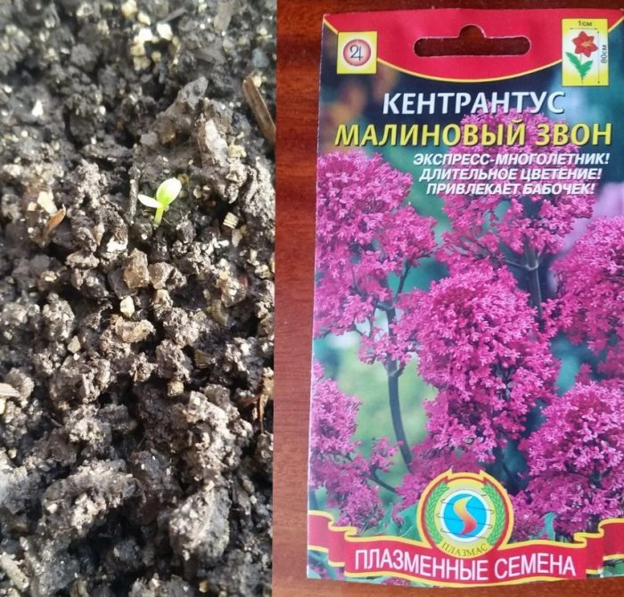 Mga punla ng Centranthus