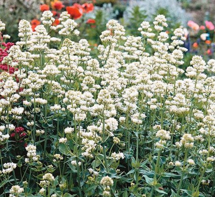 Kentranthus 'Ulap ng Niyebe'