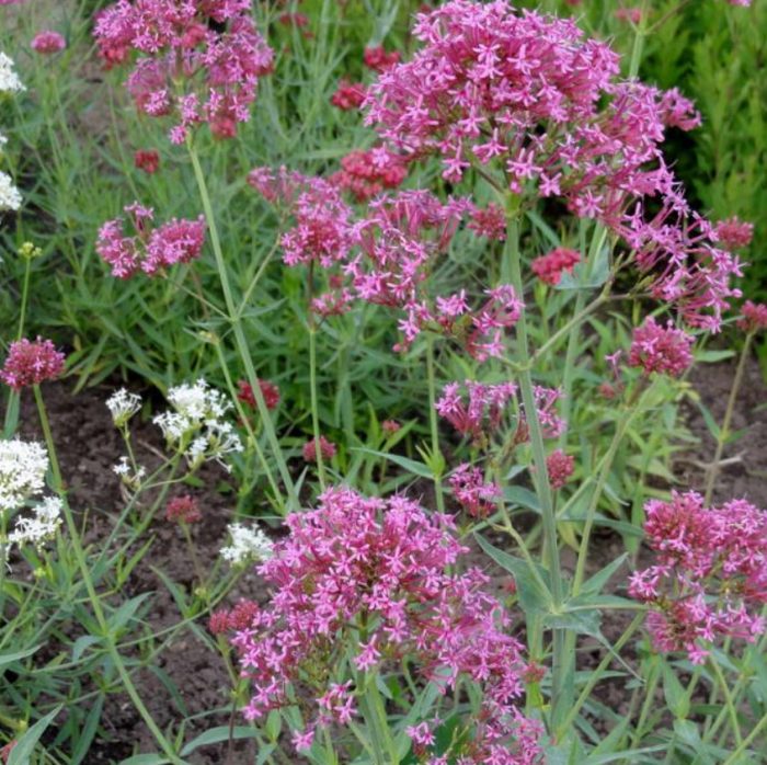 Centranthus na makitid ang dahon