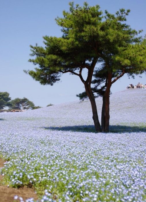 Bukirin ng Nemophila