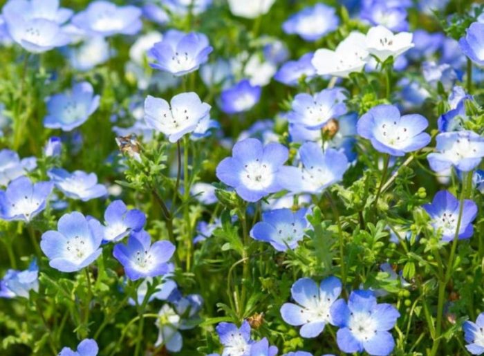 Nemophila Mencisa