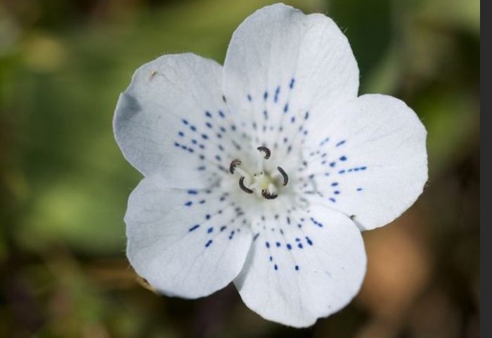Uri ng Atomaria