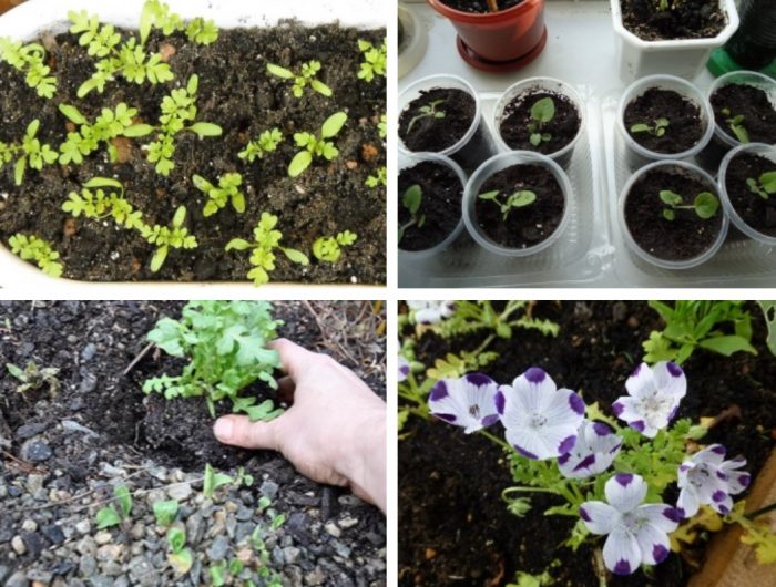 Pagtatanim ng mga punla ng nemophila