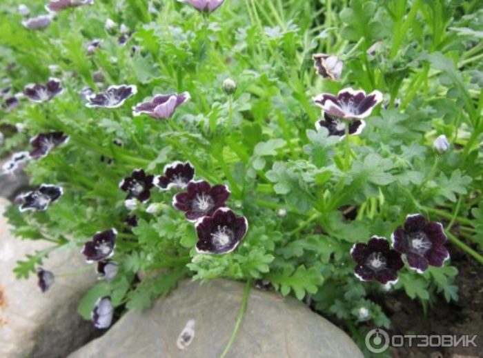 Nemophila sa gitna ng mga bato