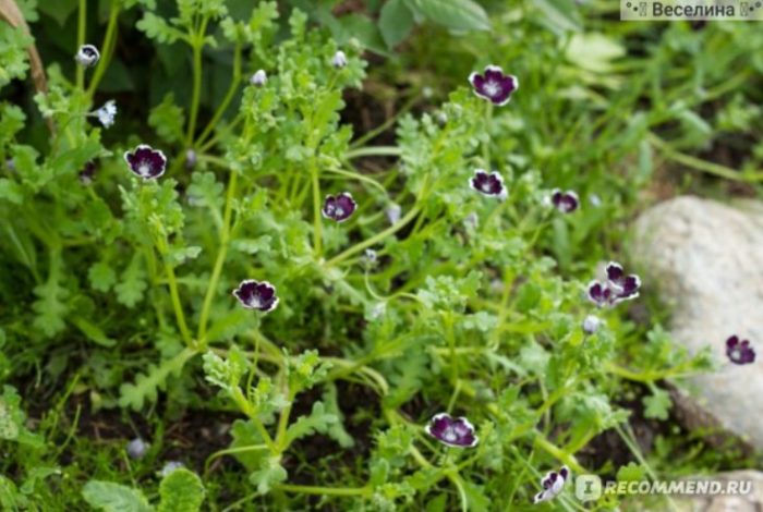 Namumulaklak na Nemophila