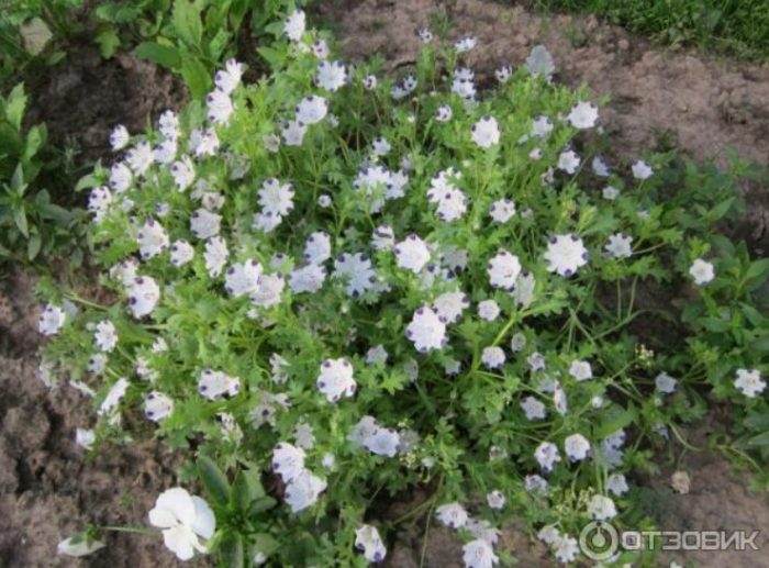 Nemophila sa lupa