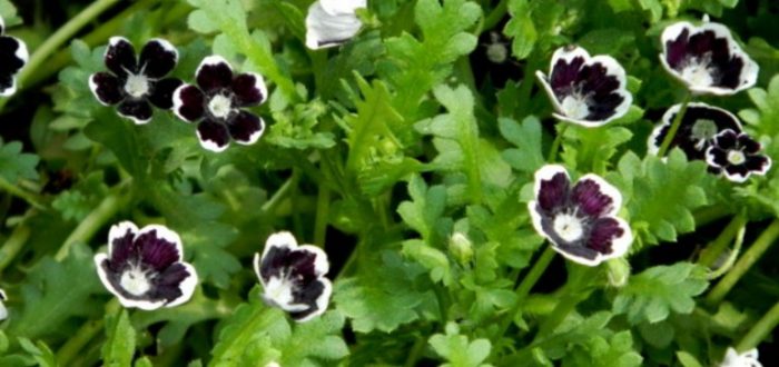 Uri ng Penny Black