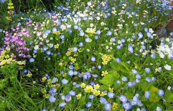 Nemophila sa dacha