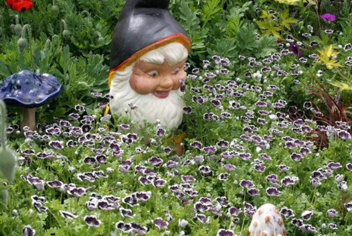 Nemophila sa hardin
