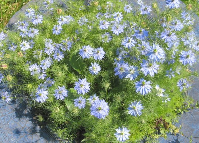 Nigella sa hardin