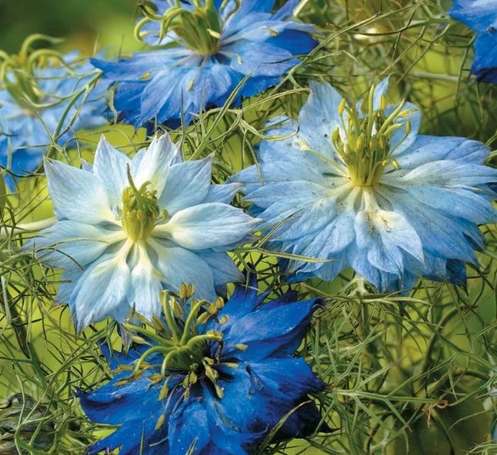 Iba't ibang Dwarf Judy Blue