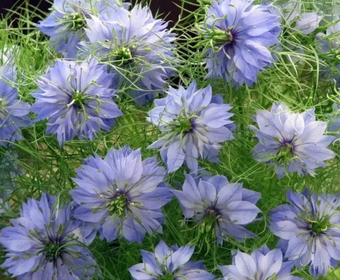Nigella Cambridge Blue