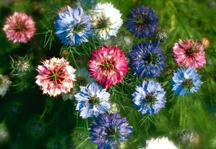 Dacma nigella