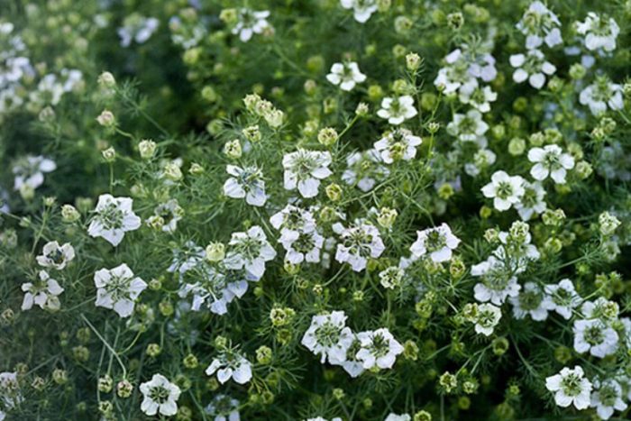 Nigella sa bukid