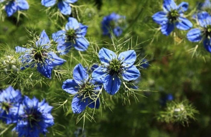 Nigella sativa