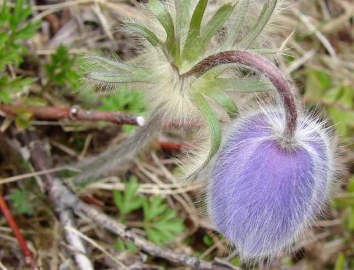 Uri ng pasqueflower na Ayansky