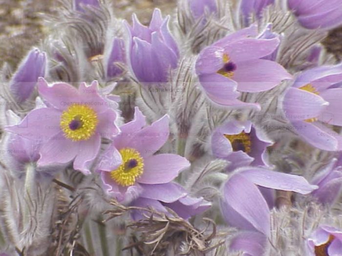 Malaking pulsatilla