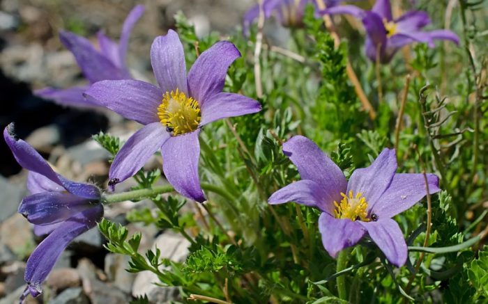 Bunge's Pulsatilla
